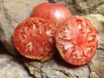 AFRICAN QUEEN INDETERMINATE TOMATOES