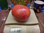 AFRICAN QUEEN TOMATO 1 POUND PLUS TOMATOES