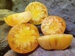 APRICOT BRANDYWINE SLICING TOMATOES