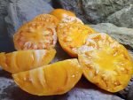 Apricot Brandywine Tomato
