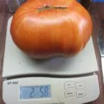 AUSTRALIAN BEAUTY WEIGHT TOMATO ONE POUND PLUS TOMATOES