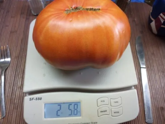 Australian Beauty Tomato