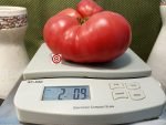 African Queen Tomato Giant Red Heirloom Tomato Seeds