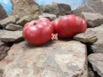 African Queen Tomato Seeds.