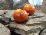 Australian Beauty Tomato Seeds.