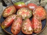 BLACK EARLY INDETERMINATE TOMATOES