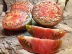 BLACK EARLY TOMATOES