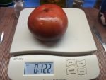 Black Early Tomato