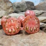 Dwarf Adelaide Festival Tomato Slicing Tomatoes.