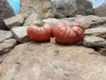 Dwarf Adelaide Festival Tomato.