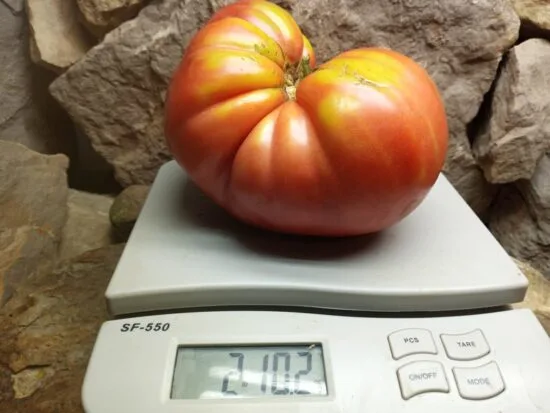 John Henry Tomato