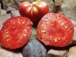Kentucky Pink Stamper Tomato - Image 6