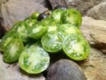 KRYPTONITE ANTHO TOMATOES