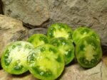 Kryptonite Tomato