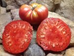 Kentucky Pink Stamper Tomato - Image 2
