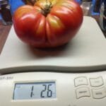 Kentucky Pink Stamper Tomato