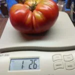 Kentucky Pink Stamper Tomato
