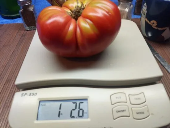 Kentucky Pink Stamper Tomato