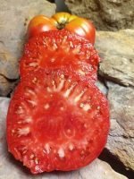 Kentucky Pink Stamper Tomato - Image 5