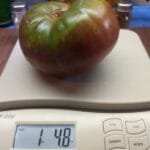 Lavender Lake Tomatoes