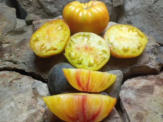Mr. Stripey Tomato