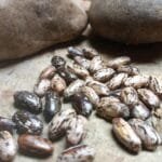 Woods Mountain Crazy Bean