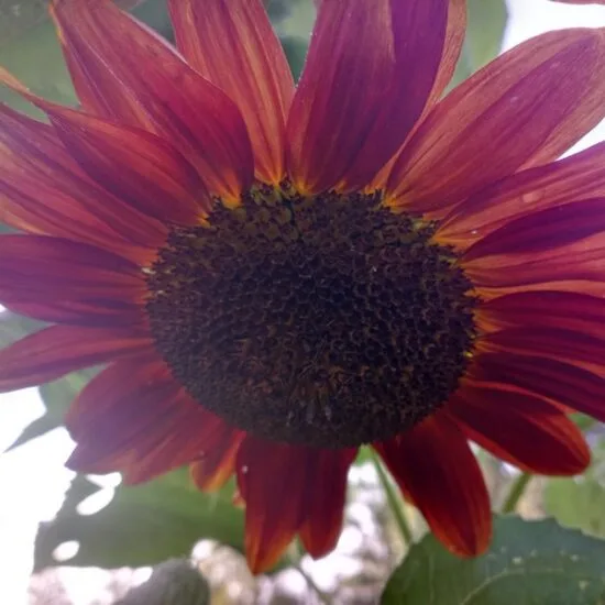 Sunflower Seeds Mix