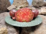 Dwarf Black Angus Tomato - Image 4