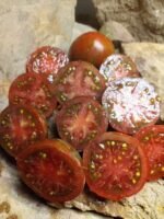 BLACK AND BROWN BOAR BICOLORED TOMATOES