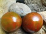 Black and Brown Boar Tomato