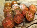 BLACK AND BROWN BOAR WELL KNOWN BREDDER TOMATOES