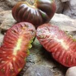 Black Brandywine Tomato