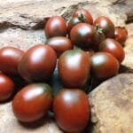 BLACK DRAGON TOMATOES