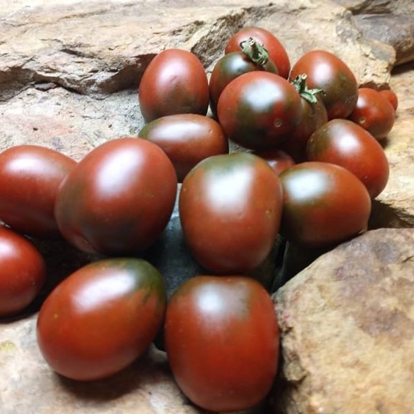 BLACK DRAGON TOMATOES