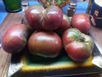 BLACK FROM TULA HEIRLOOM TOMATOES