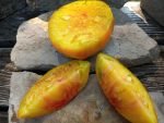 BLUSHING BRIDE BICOLORED TOMATO