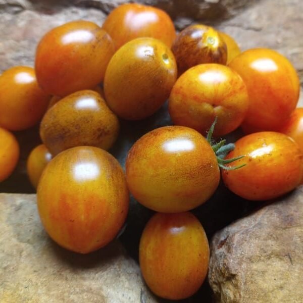 BRAD'S ATOMIC SUNSET BICOLORED CHERRY TOMATO