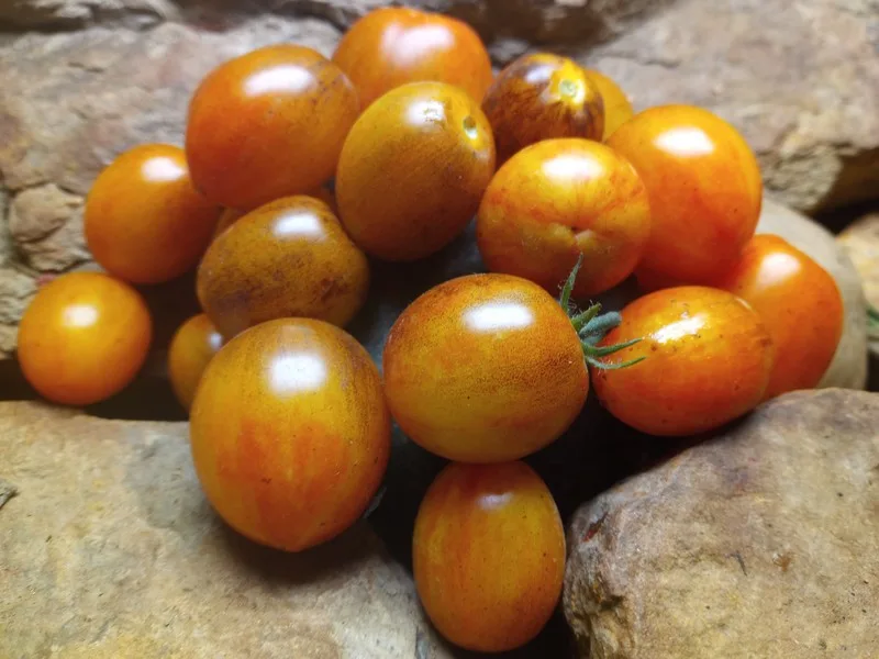 BRAD'S ATOMIC SUNSET BICOLORED CHERRY TOMATO