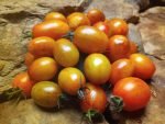 Brad's Atomic Sunset Tomato