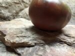 BRAD'S BLACK HEART WELL KNOWN BREEDERS TOMATO