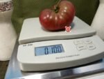 Black Angus Dwarf Tomato.