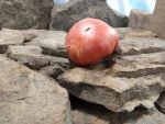 Blushing Bride Tomato Rare Tomatoes
