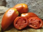 CHAMP MARTIN CANNING TOMATOES