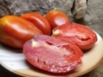 CHAMP MARTIN INDETERMINATE TOMATOES