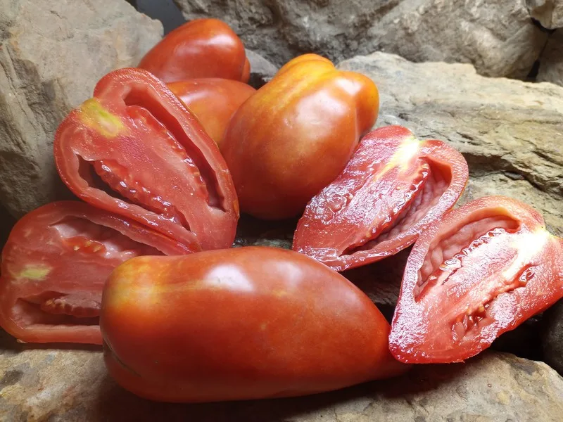 CHAMP MARTIN PASTE TOMATO