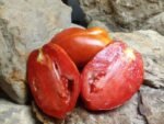 CHAMP MARTIN RED TOMATOES