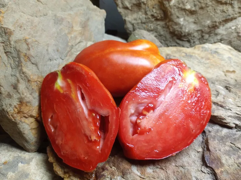 CHAMP MARTIN RED TOMATOES