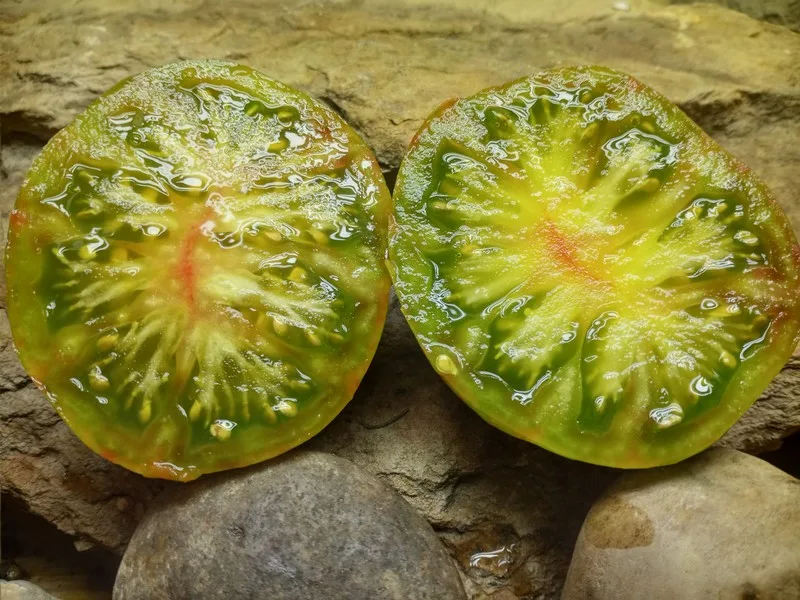 CHEROKEE LIME STRIPES BICOLORED TOMATOES