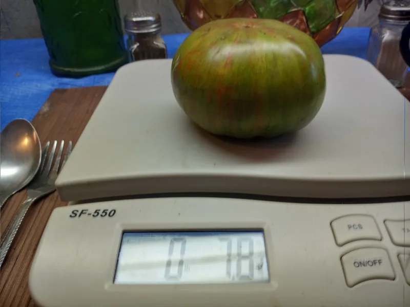 CHEROKEE LIME STRIPES STRIPED TOMATOES