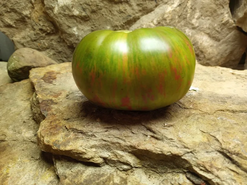 Cherokee Lime Stripes Tomato